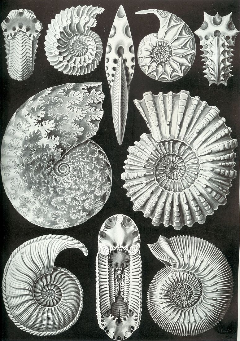 Рис. 5. Ernst Haeckel «Kunstformen der Natur» (1904), plate 44: Ammonitida