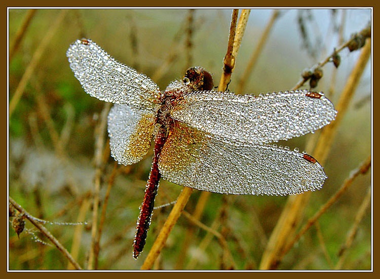 Фото 14. Хрустальная стрекоза. 2004.