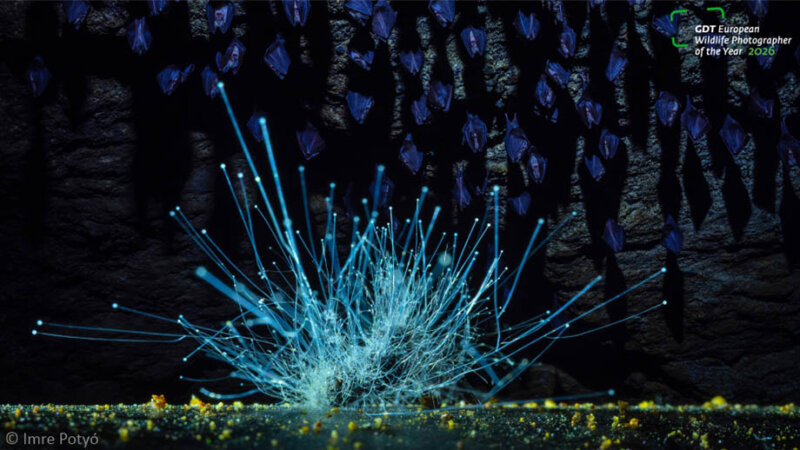 Итоги European Wildlife Photographer of the Year 2026