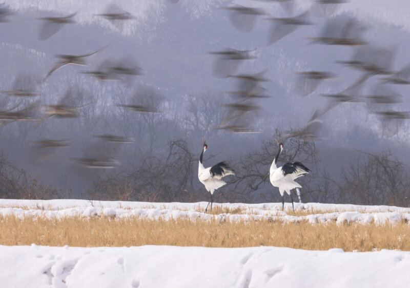 Фотоконкурс Nandagang Wetland
